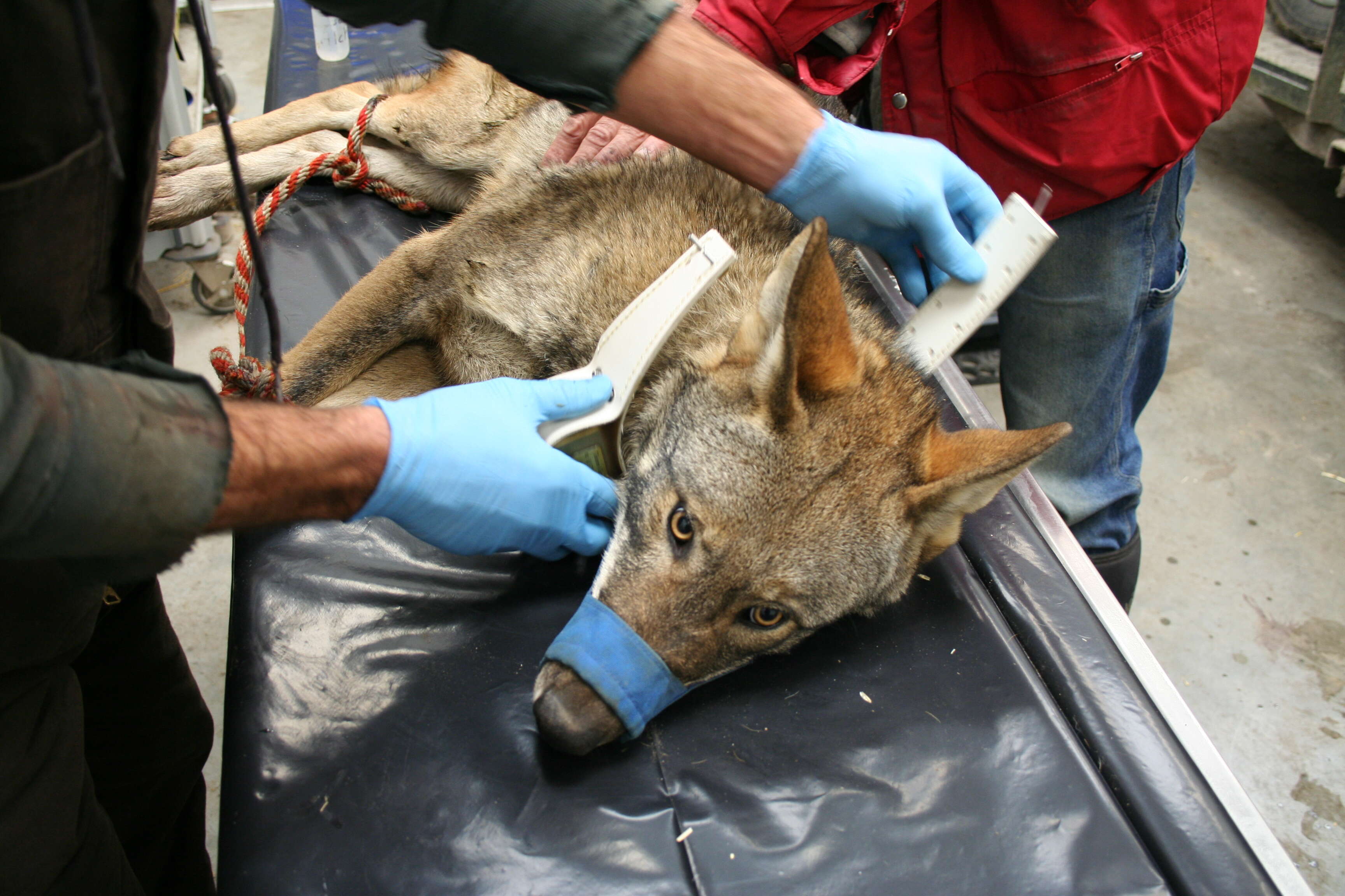 Image of Red wolf