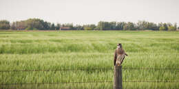 Image of Swainson's Hawk