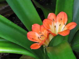 Imagem de Clivia