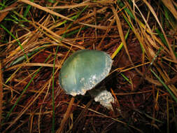 Image of verdigris agaric