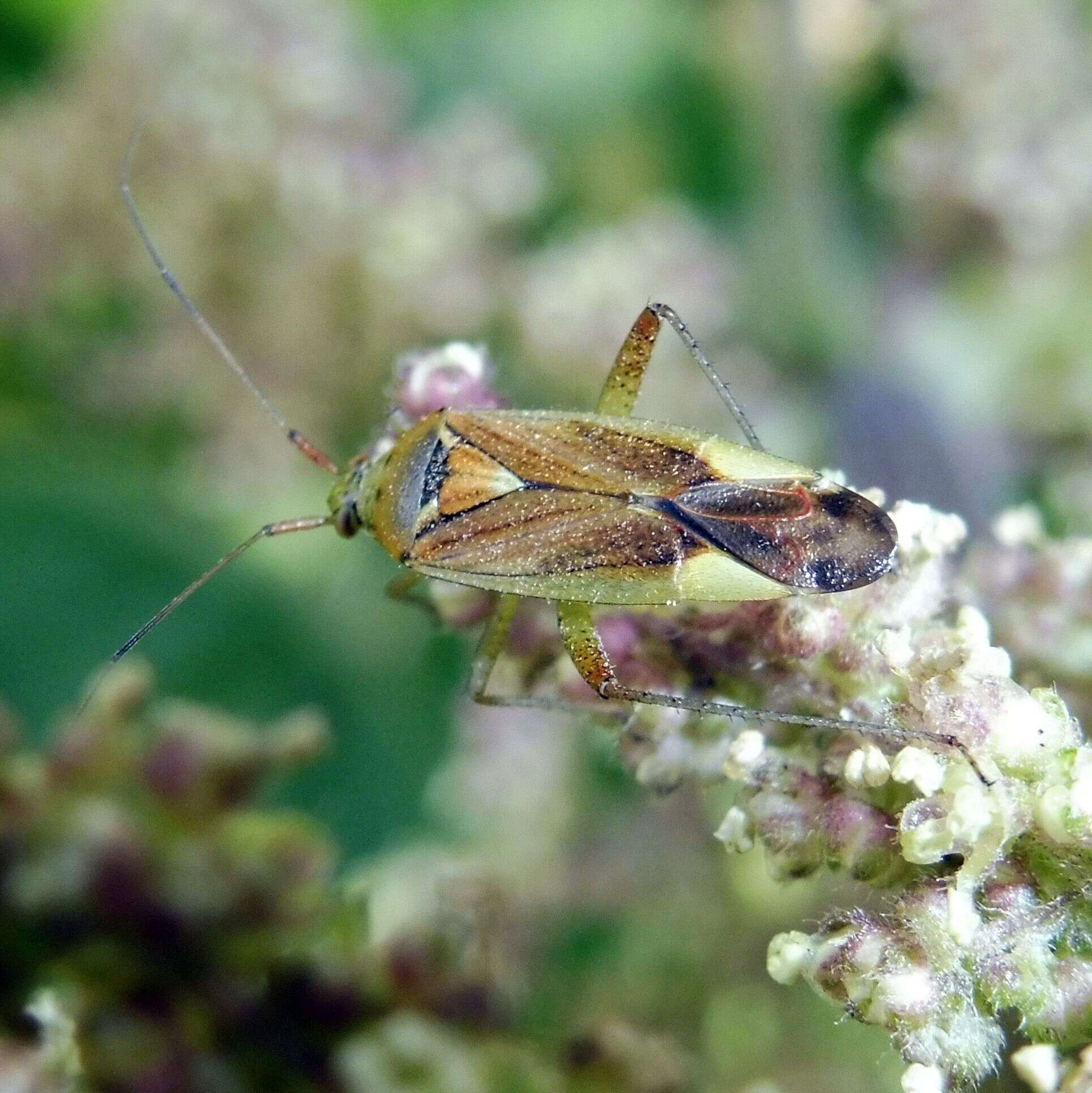 Image of Closterotomus trivialis (A. Costa 1853)