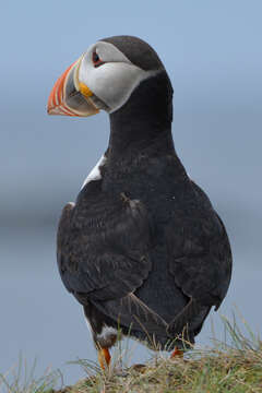 Image of Puffin