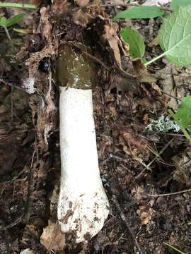 Image of Stinkhorn