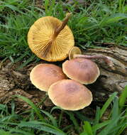 Image of Gymnopilus subtropicus Hesler 1969