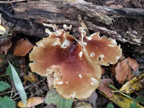 Image of black-footed polypore