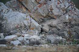 Image of Turkestan Red Pika