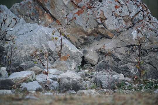 Image of Turkestan Red Pika