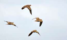 Image of Chestnut-bellied Sandgrouse