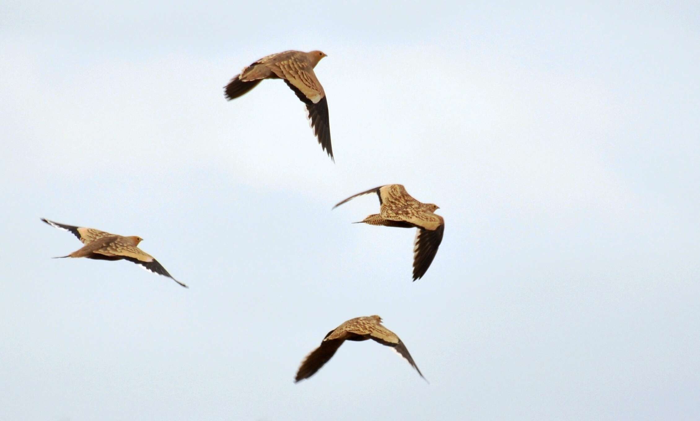 Image of Chestnut-bellied Sandgrouse