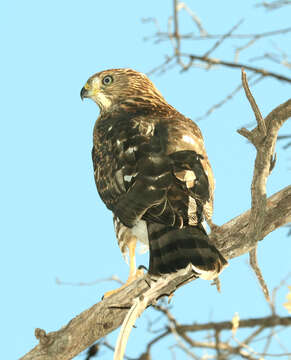 Image of Cooper's Hawk