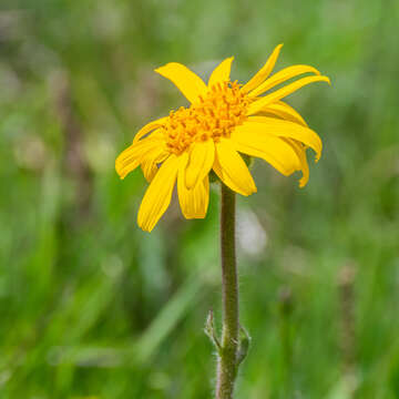 Image of mountain arnica