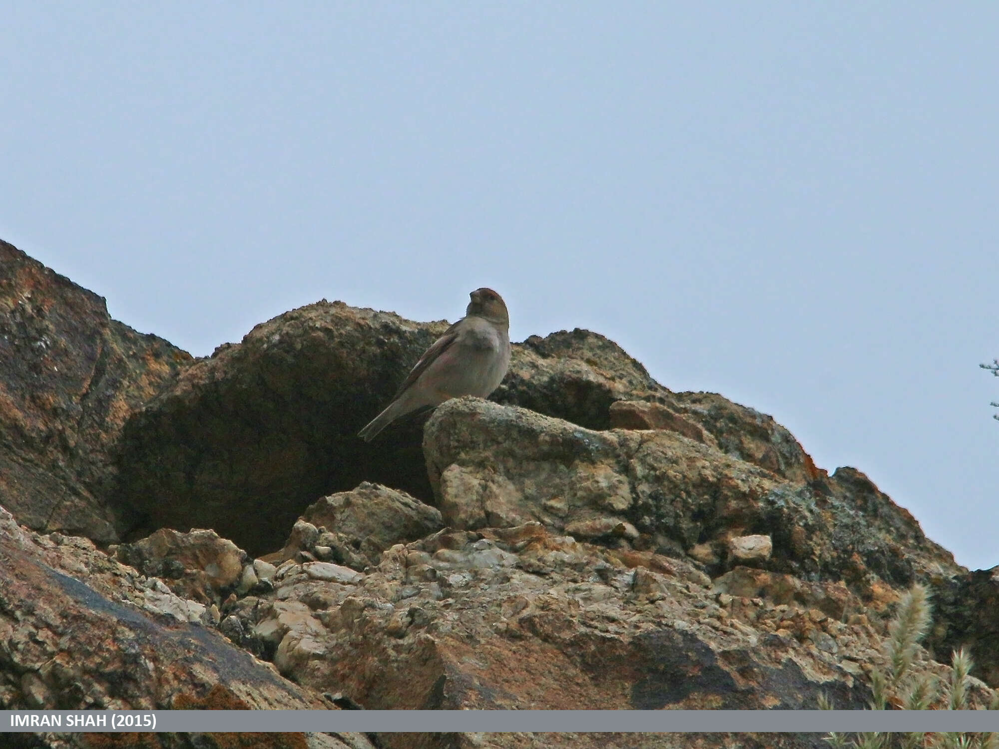 Image of Mongolian Finch