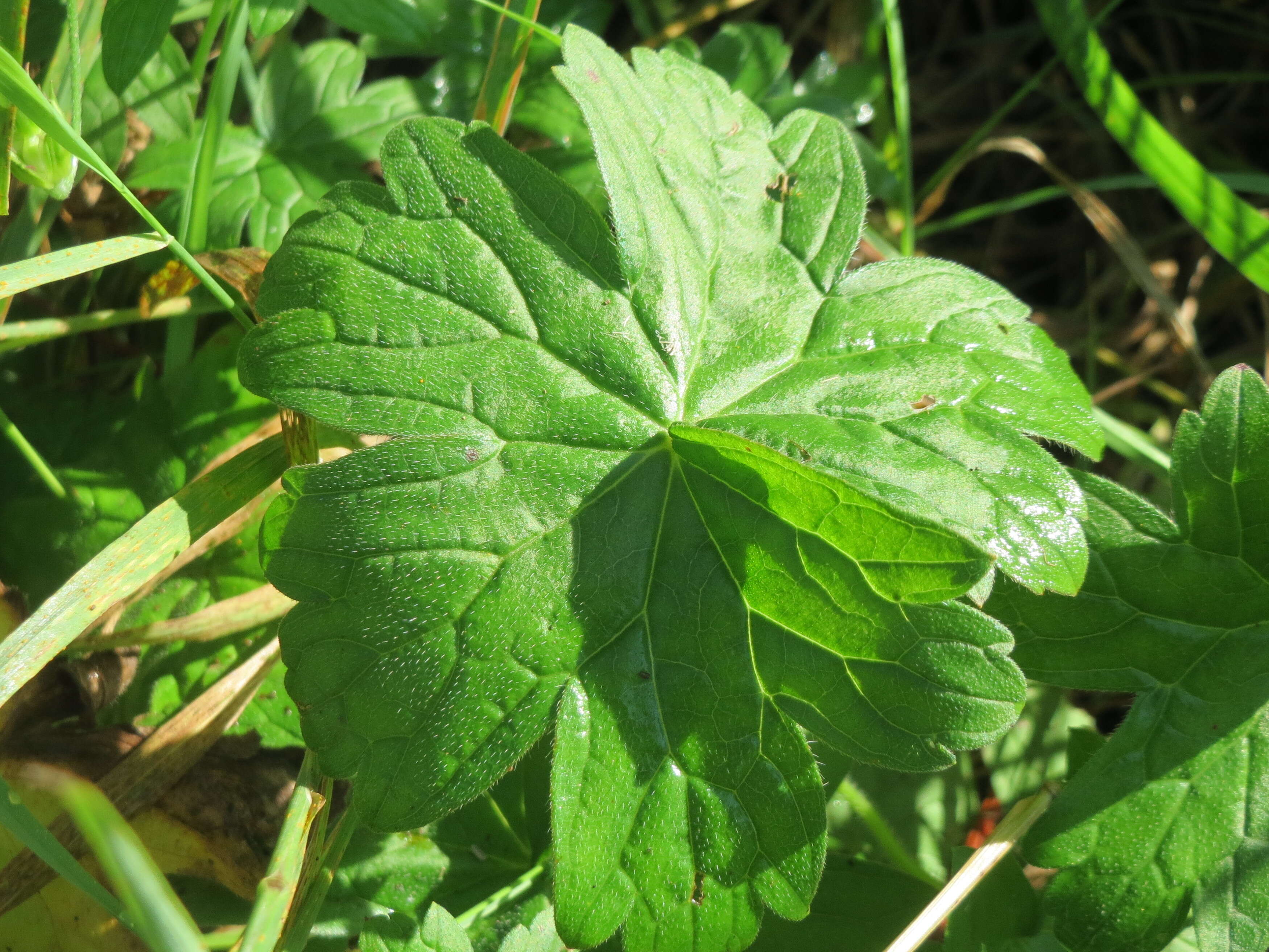 Image of marsh cranesbill