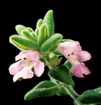 Image of Prostanthera densa A. A. Ham.