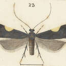 Image de Bascantis sirenica Meyrick 1914