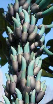 Image of Jade Vine