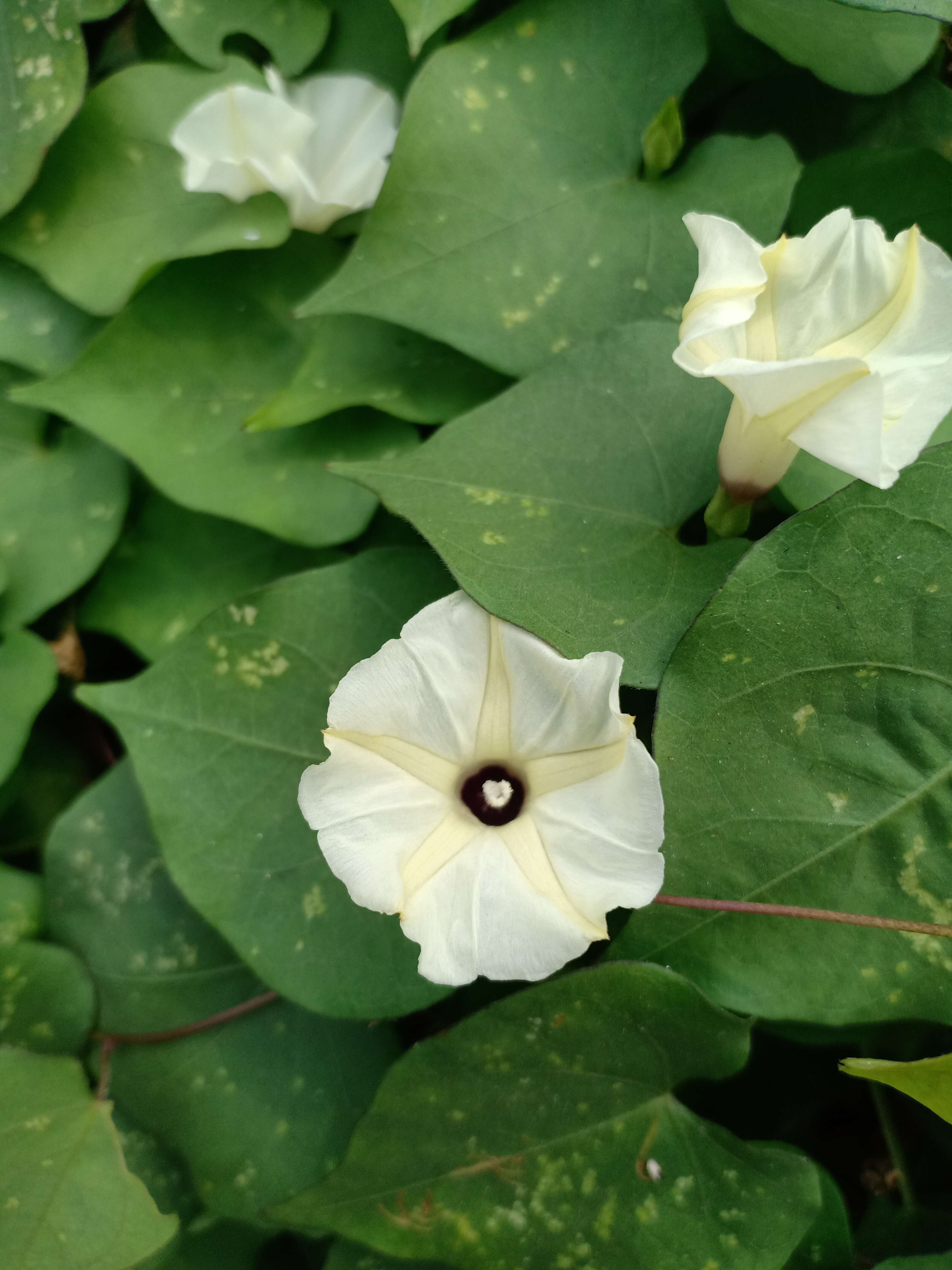 Image of Obscure Morning Glory