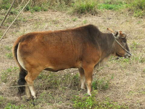 Bos javanicus d'Alton 1823 resmi