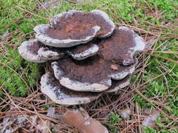 Image of Hydnellum caeruleum (Hornem.) P. Karst. 1879