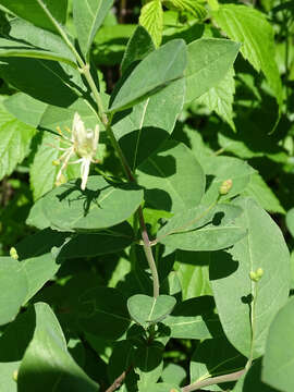 Lonicera oblongifolia (Goldie) Hook.的圖片