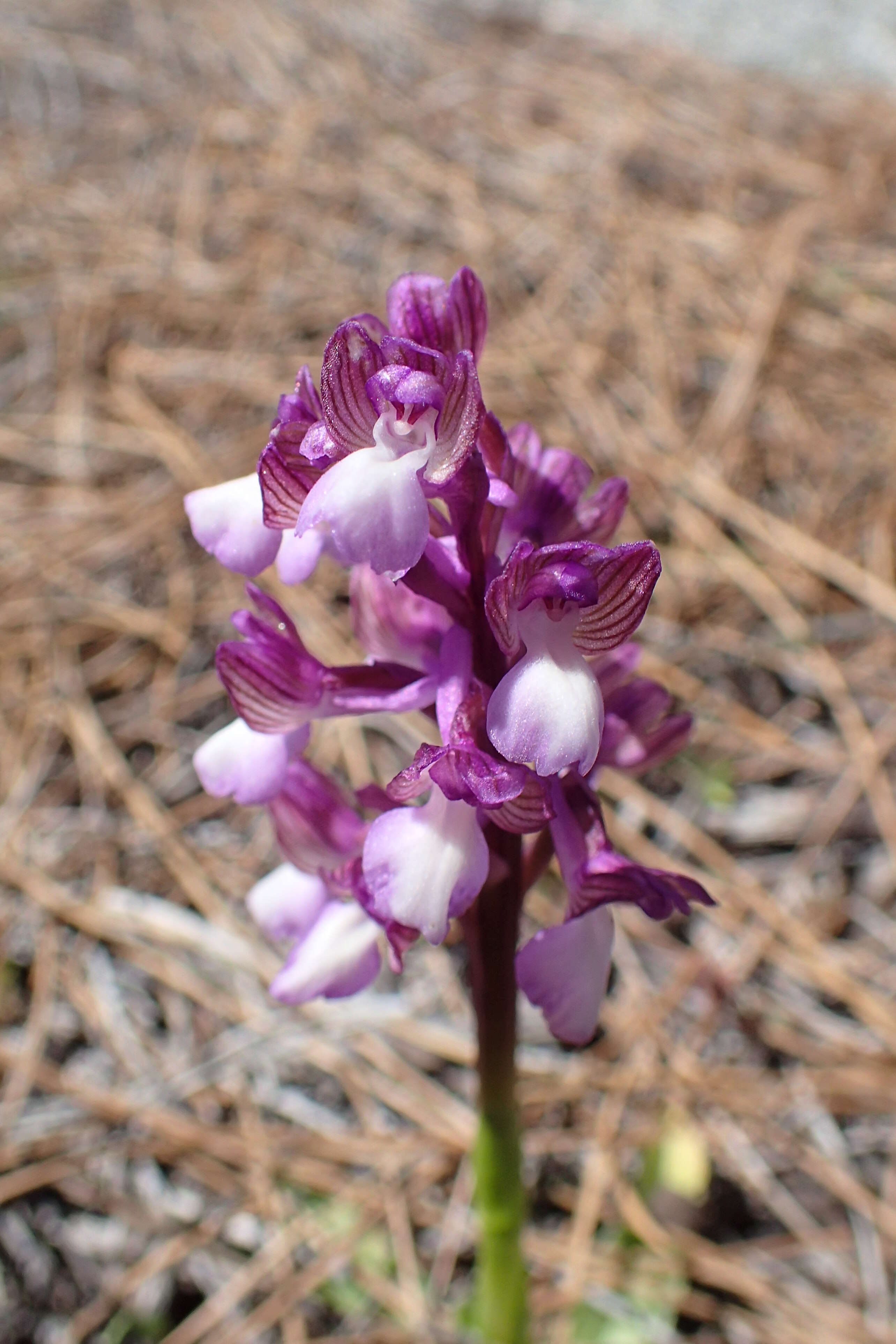 Image of Anacamptis morio subsp. syriaca (E. G. Camus) H. Kretzschmar, Eccarius & H. Dietr.