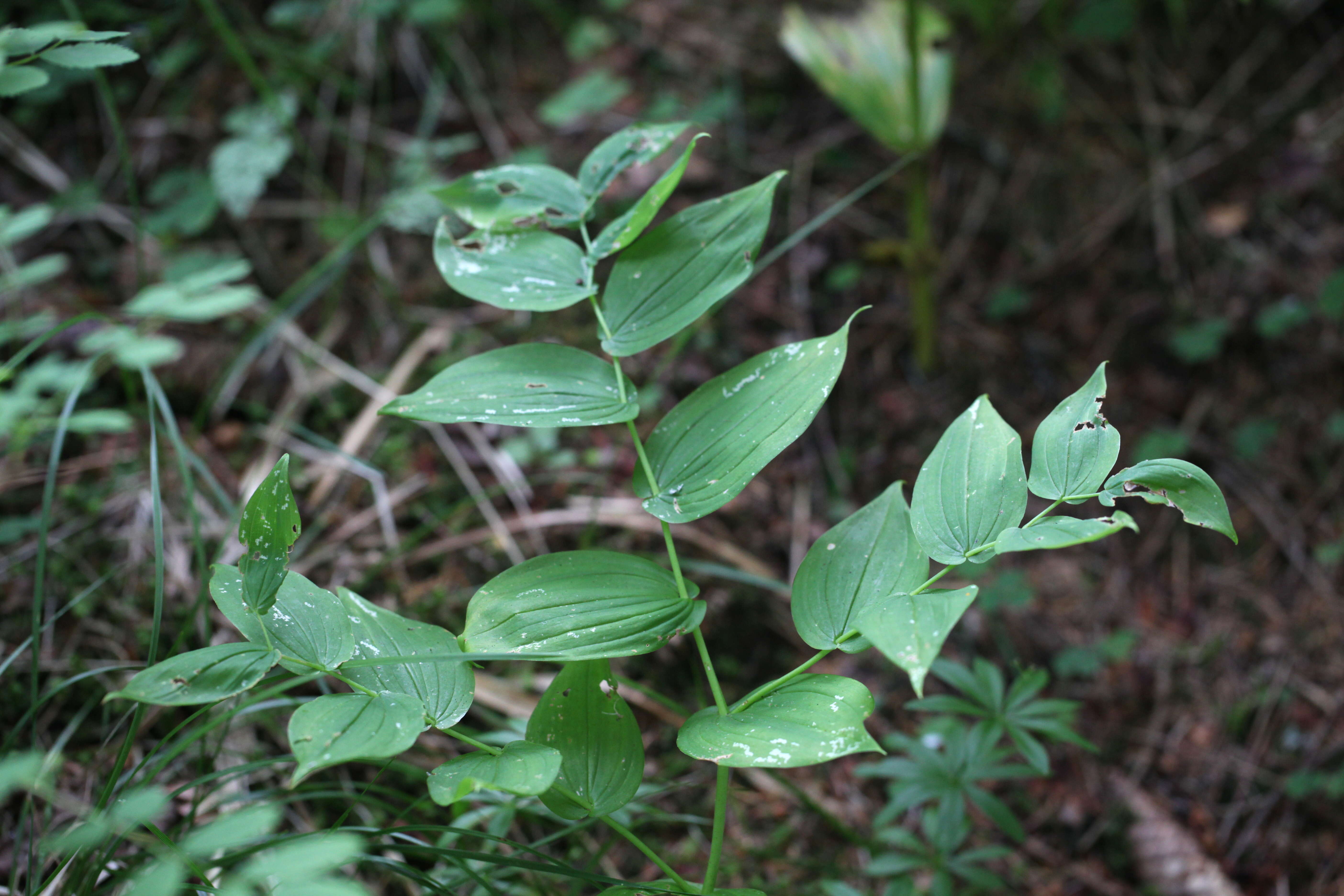 Image of claspleaf twistedstalk