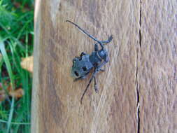 Image of Long-horned beetle