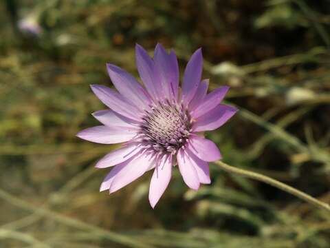 Image of Xeranthemum annuum L.