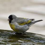 Image of Lawrence's Goldfinch