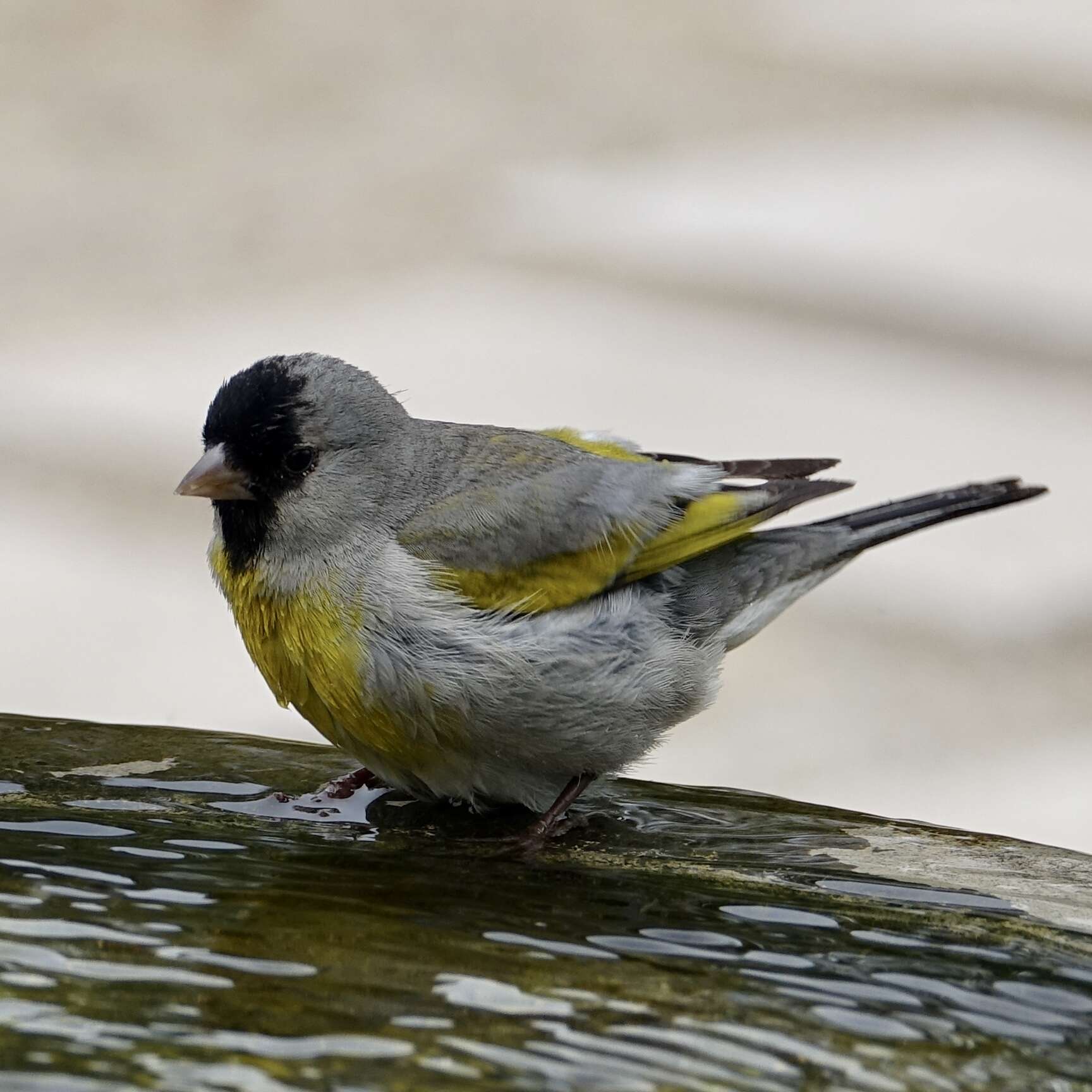 Image of Lawrence's Goldfinch