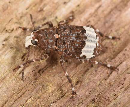 Image of fungus weevils