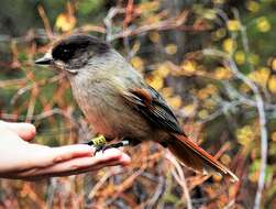 Image of Siberian Jay