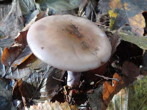 Image of Lepista glaucocana (Bres.) Singer 1951