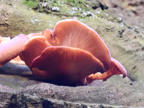 Image of Pleurotus ostreatus (Jacq.) P. Kumm. 1871