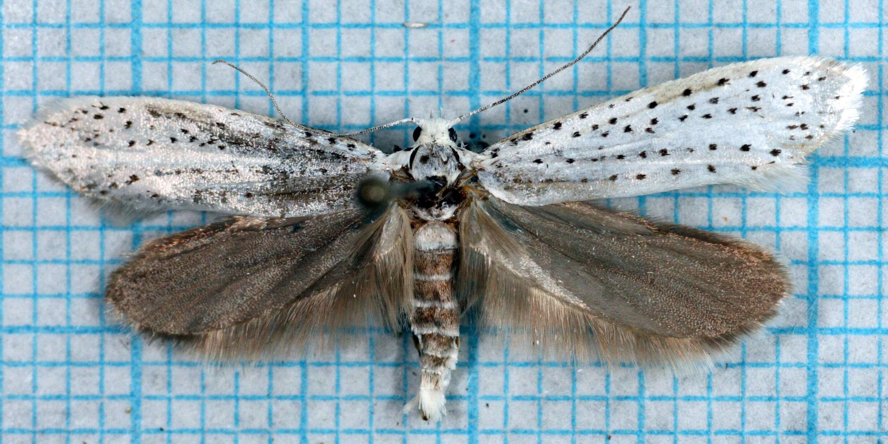 Imagem de Yponomeuta evonymella Linnaeus 1758