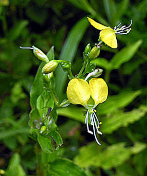 Image of Wandering jew