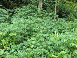 Image of cassava