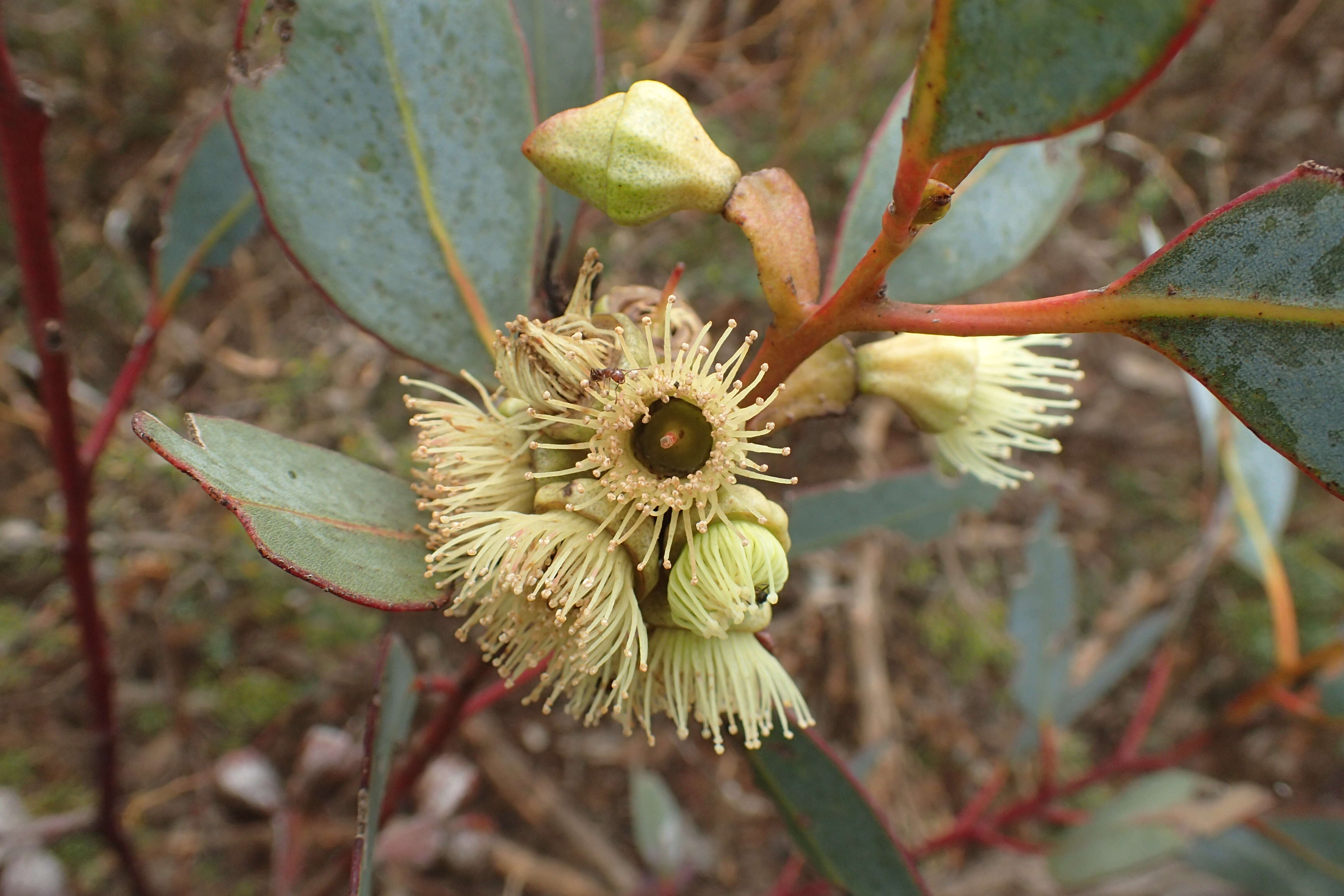 Image of Eucalyptus kessellii Maiden & Blakely