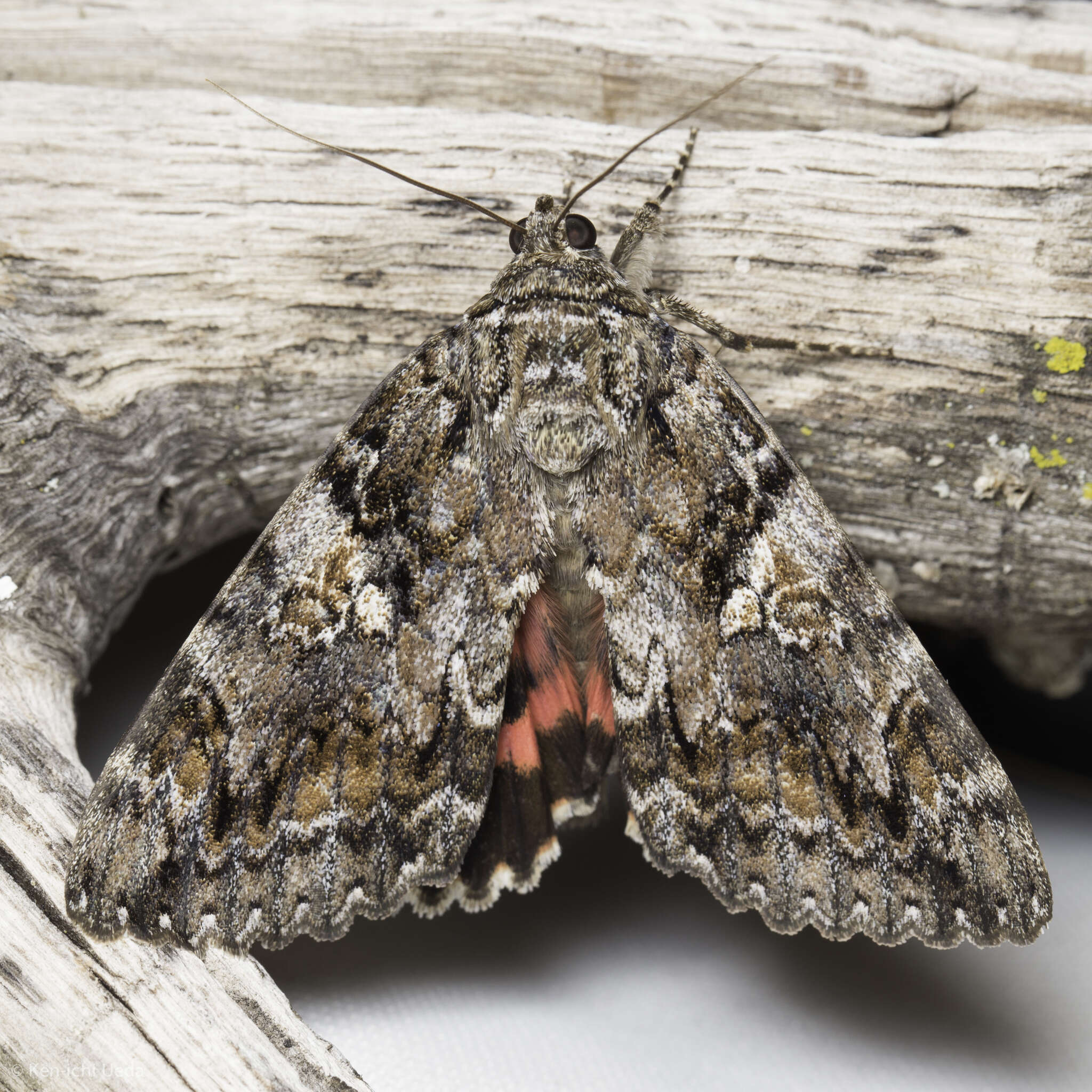 Image of Aholibah Underwing