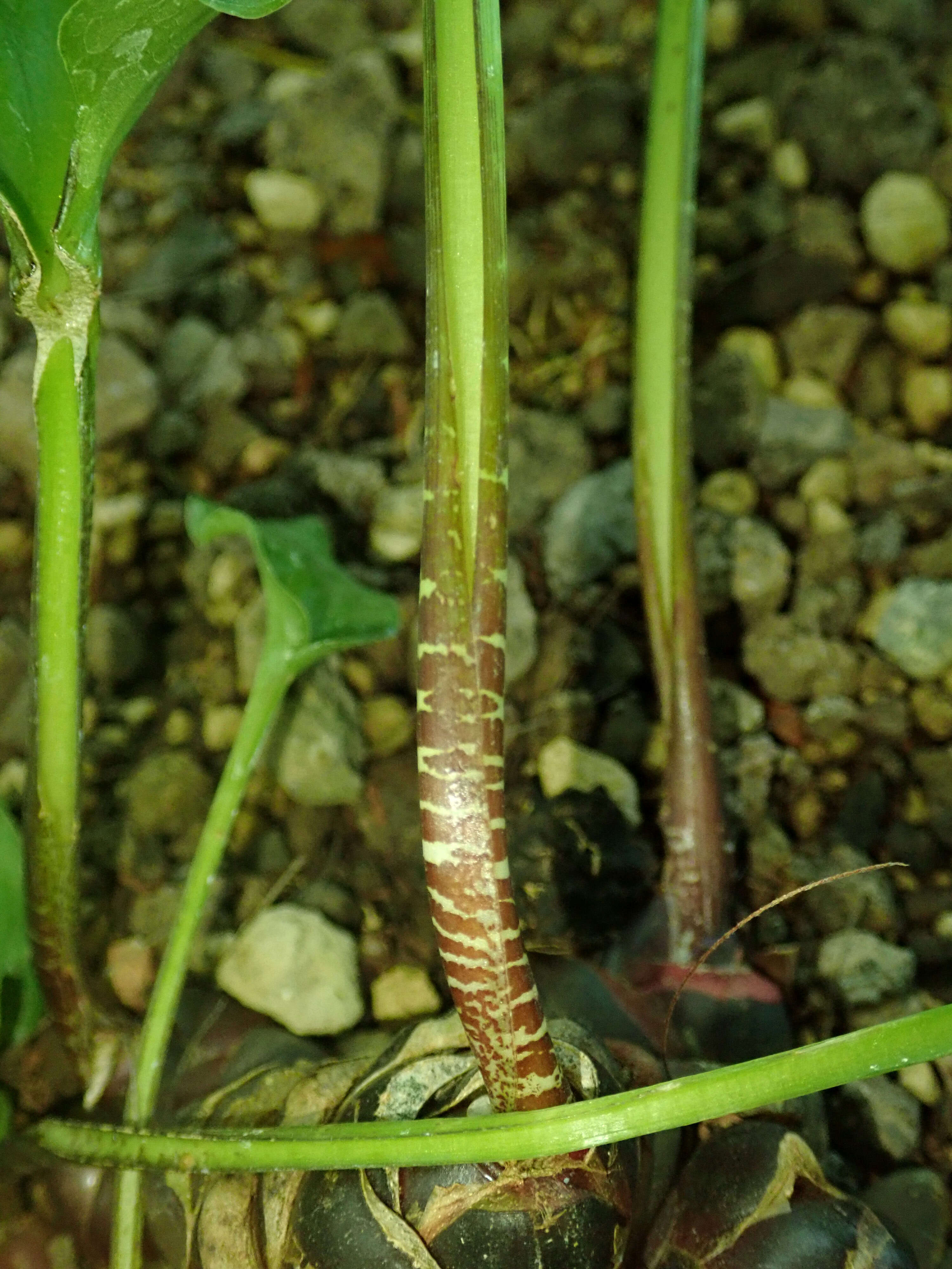 Image of Drimiopsis maculata Lindl. & Paxton