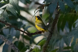 Image of Wilson's Warbler