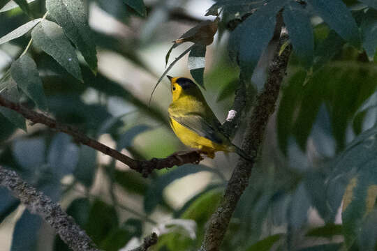 Image of Wilson's Warbler