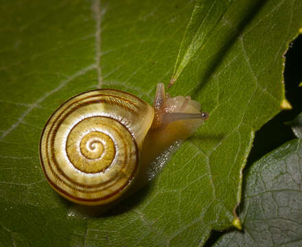 Image of White-lipped banded snail