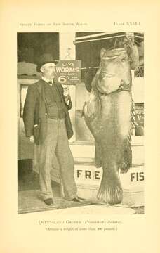 Image of Atlantic Goliath Grouper