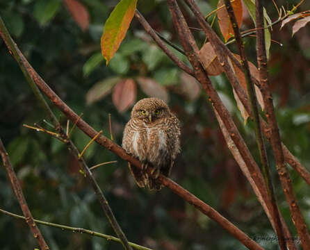 Image of Asian Barred Owlet