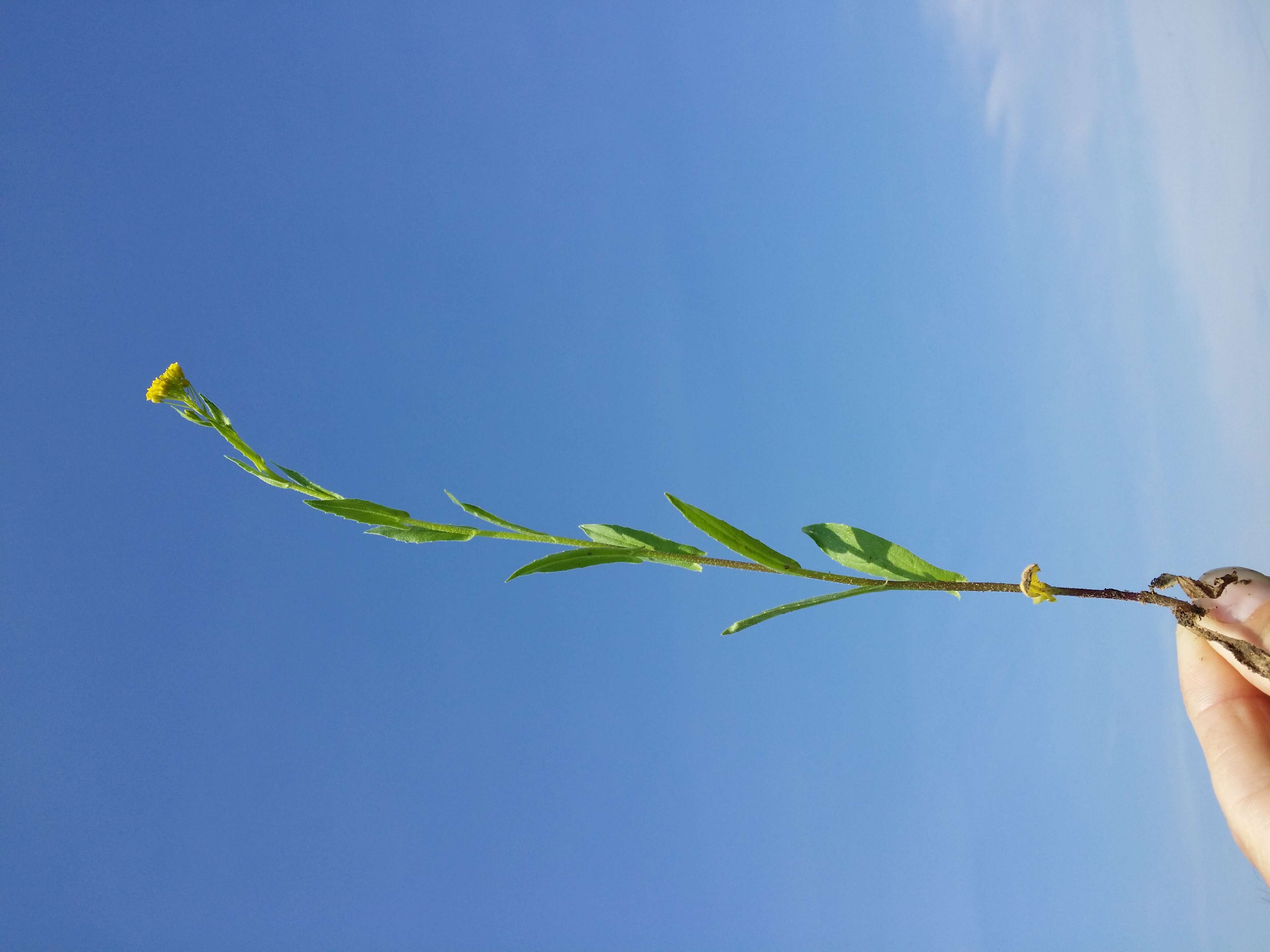 Image of ball mustard