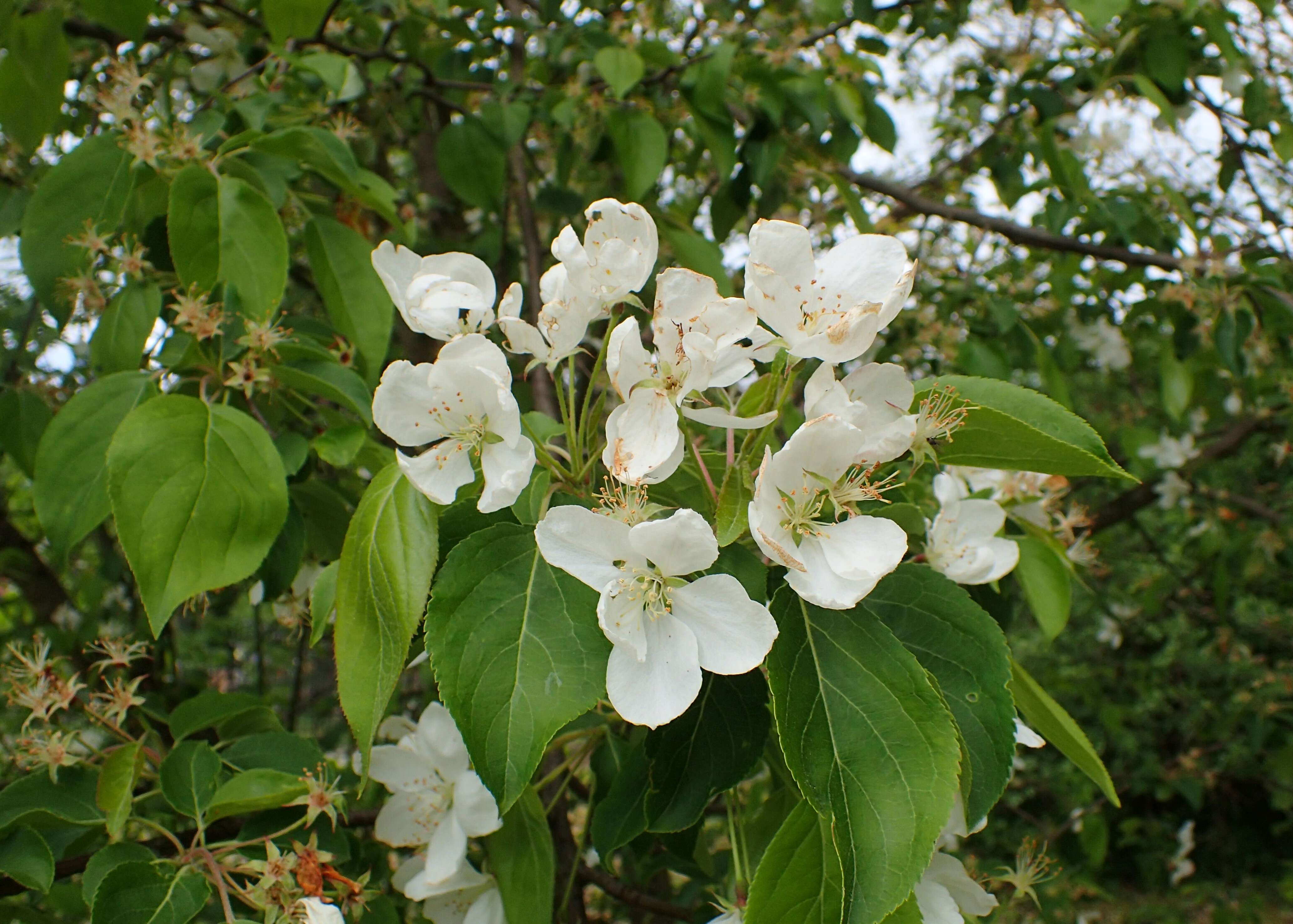 Image of Siberian crab apple