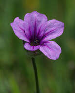 Image of longbeak stork's bill