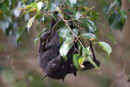 Image of Black Flying Fox