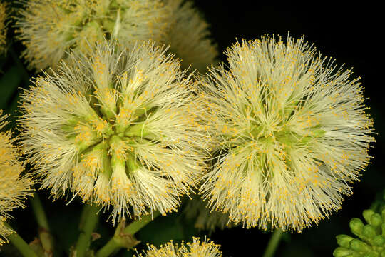 Image of Vachellia robusta (Burch.) Kyal. & Boatwr.